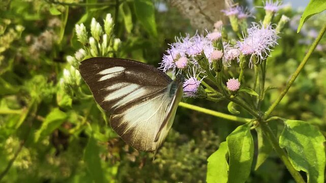 Bengal albatross butterfly or eastern striped albatross butterfly from Bangladesh, Appias olferna. Jack-in-the-Bush flower or Siam weed flower.
