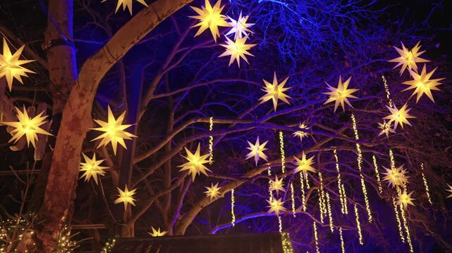 The branches of the large plane trees are illuminated with a deep blue light and filled with dozens of glowing, multi-pointed Moravian stars (Herrnhuter Sterne).