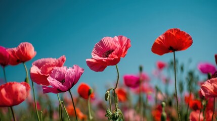 Vibrant red and pink poppy flowers blooming in a field under a clear blue sky