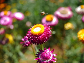strawflowers in full bloom. Macro shot of everlasting flowers against a soft garden bokeh in bright natural sunlight.