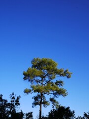 Green pine tree top against a bright blue sky with soft white clouds. Peaceful natural landscape background.