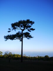 Green pine tree top against a bright blue sky with soft white clouds. Peaceful natural landscape background.