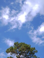 Green pine tree top against a bright blue sky with soft white clouds. Peaceful natural landscape background.
