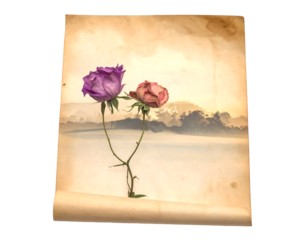 Two roses on faded paper scroll, landscape background. Aging. Romance