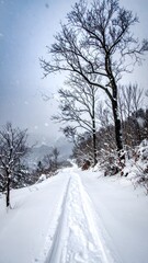 Obraz premium Snowy forest road with bare trees on a winter day