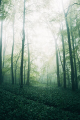 Mystical Spring Forest Shrouded in Fog, Soft Morning Mist Among Budding Trees in Natural Light