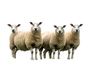 Four sheep with tan wool stand shoulder to shoulder, facing forward on a black background