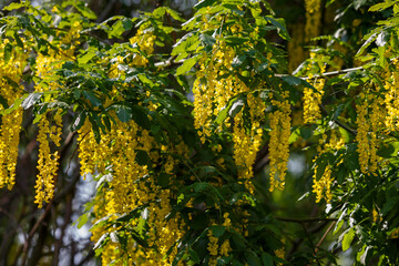 Laburnum anagyroides , or Golden Rain (Latin- Laburnum anagyroides ) is a woody plant , a species of flowering plant of the genus Laburnum
