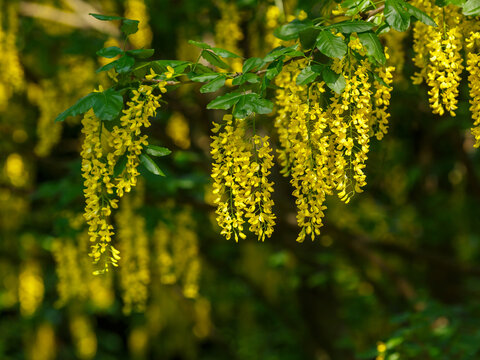 Laburnum anagyroides , or Golden Rain (Latin- Laburnum anagyroides ) is a woody plant , a species of flowering plant of the genus Laburnum