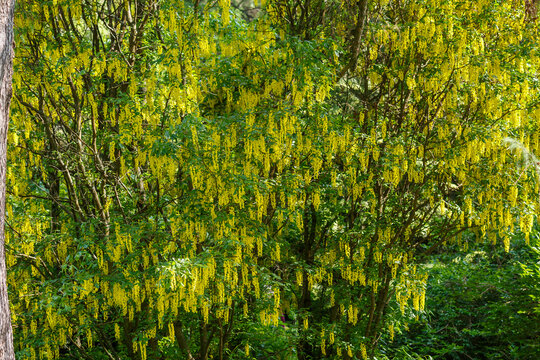 Laburnum anagyroides , or Golden Rain (Latin- Laburnum anagyroides ) is a woody plant , a species of flowering plant of the genus Laburnum