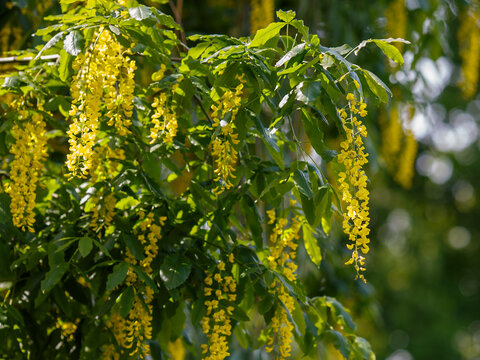 Laburnum anagyroides , or Golden Rain (Latin- Laburnum anagyroides ) is a woody plant , a species of flowering plant of the genus Laburnum