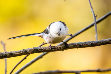Long-Tailed Tit Is Sitting On A Branch In Autumn