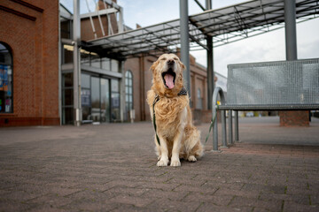 Golden Retriever Yawning Outside Store