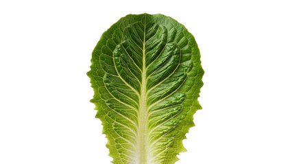 Fresh Lettuce Leaf Isolated on Transparent Background