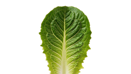 Fresh Lettuce Leaf Isolated on Transparent Background