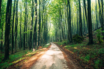 Obraz premium Sunlight Streaming Through a Lush Green Summer Forest, Magical Sun Rays Piercing Dense Canopy in Natural Light