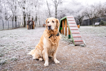 Golden Retriever Playing At Dog Park