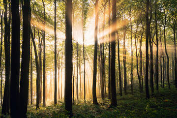 Fototapeta premium Sunlight Streaming Through a Lush Green Summer Forest, Magical Sun Rays Piercing Dense Canopy in Natural Light