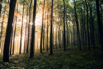 Obraz premium Sunlight Streaming Through a Lush Green Summer Forest, Magical Sun Rays Piercing Dense Canopy in Natural Light