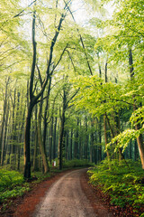 Obraz premium Sunlight Streaming Through a Lush Green Summer Forest, Magical Sun Rays Piercing Dense Canopy in Natural Light