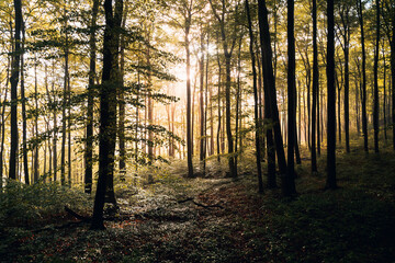 Obraz premium Sunlight Streaming Through a Lush Green Summer Forest, Magical Sun Rays Piercing Dense Canopy in Natural Light