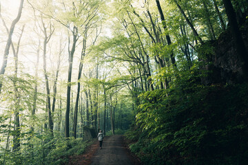 Naklejka premium Sunlight Streaming Through a Lush Green Summer Forest, Magical Sun Rays Piercing Dense Canopy in Natural Light