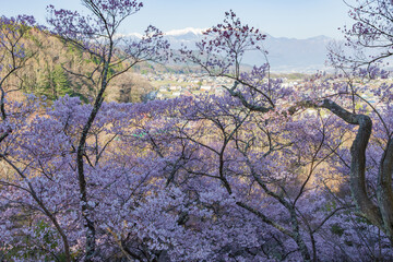 長野県伊那市の高頭城址公園から眺める中央アルプスと桜