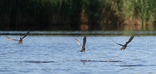 Three Green-Winged Teal Flying High