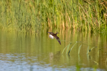 Wood Sandpiper Is Taking Off