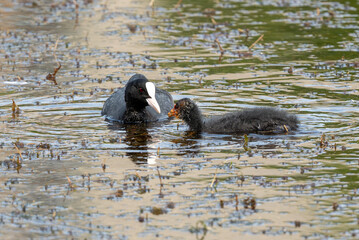Eurasian Coot Swimming In Pond