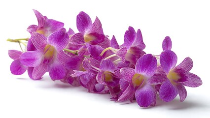 Beautiful Vibrant Purple Dendrobium Orchid Stems Isolated on White Background