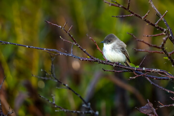 great tit perched on a branch