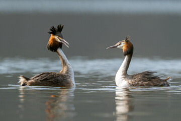 Great Crested Grebe Pair Performing Mating Dance