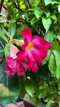 Adenium obesum or kamboja or sabi star or impala lily flowers blooming on green leaves background. Adenium obesum is a popular houseplant and bonsai in temperate regions.