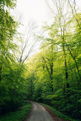 Obraz premium Sunlight Streaming Through a Lush Green Summer Forest, Magical Sun Rays Piercing Dense Canopy in Natural Light