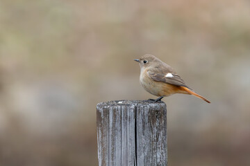 冬の公園で木の杭に止まり周囲を見渡すジョウビタキのメス