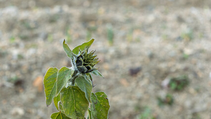 冬の畑で寒さに耐えながら成長するヒマワリのつぼみ