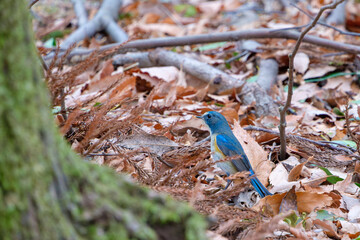 冬の森の落ち葉の中で餌を探す鮮やかな青色のルリビタキ
