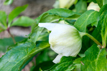 春の庭に咲く白と薄緑の繊細なクリスマスローズの花