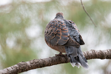 桜の木の枝に背を向けて止まるキジバトの羽の模様