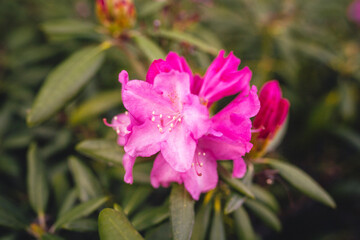 Obraz premium Early Spring Buds and Flowers Beginning to Bloom, Fresh Green Sprouts and Blossoms in Soft Natural Light