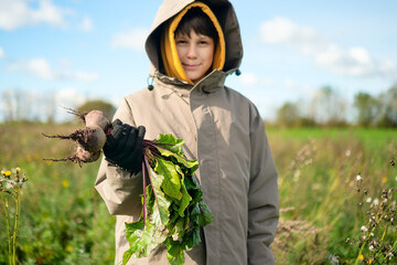 Teenage boy with fresh beetroot in hands, standing in vegetable field. Outdoor farm work, seasonal harvest, healthy and nutritious produce, pride in farm life.