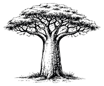 Hand drawn line art illustration of a baobab tree depicting its iconic silhouette for nature and ecology designs