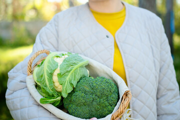 Smiling woman farmer with a basket of fresh cauliflower and broccoli. Seasonal harvest, homegrown vegetables, fiber-rich diet, wholesome food, and easy recipes for daily healthy meals