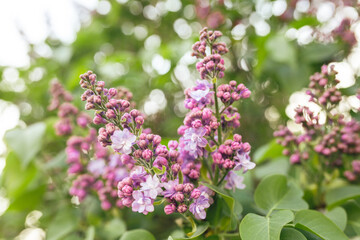 Obraz premium Early Spring Buds and Flowers Beginning to Bloom, Fresh Green Sprouts and Blossoms in Soft Natural Light