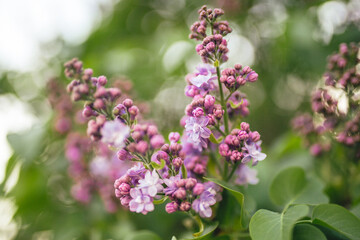Obraz premium Early Spring Buds and Flowers Beginning to Bloom, Fresh Green Sprouts and Blossoms in Soft Natural Light