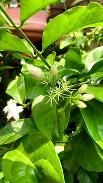 Flower buds of Jasmine or Melati or Jasminum sambac.  In Indonesia, one type of jasmine has been chosen as the "national puspa" or national symbol flower, namely white jasmine.