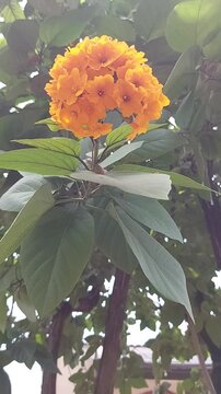 Cordia sebestena or Geiger tree. Cordia sebestena is widely planted throughout the tropics as an ornamental plant in gardens for its showy flowers. 