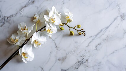 Elegant White Orchid Branch on Marble Surface Captured from Above