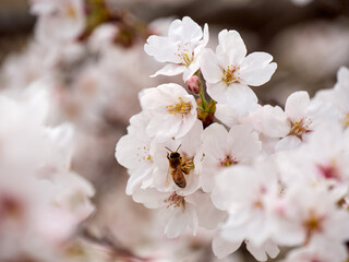 Cherry blossoms and honeybee in full bloom in spring